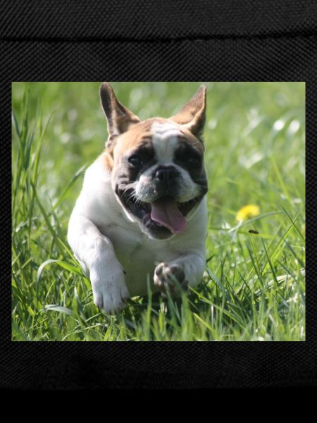 Go Bully Go French Bulldog