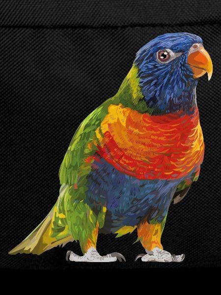 Regenbogen lori