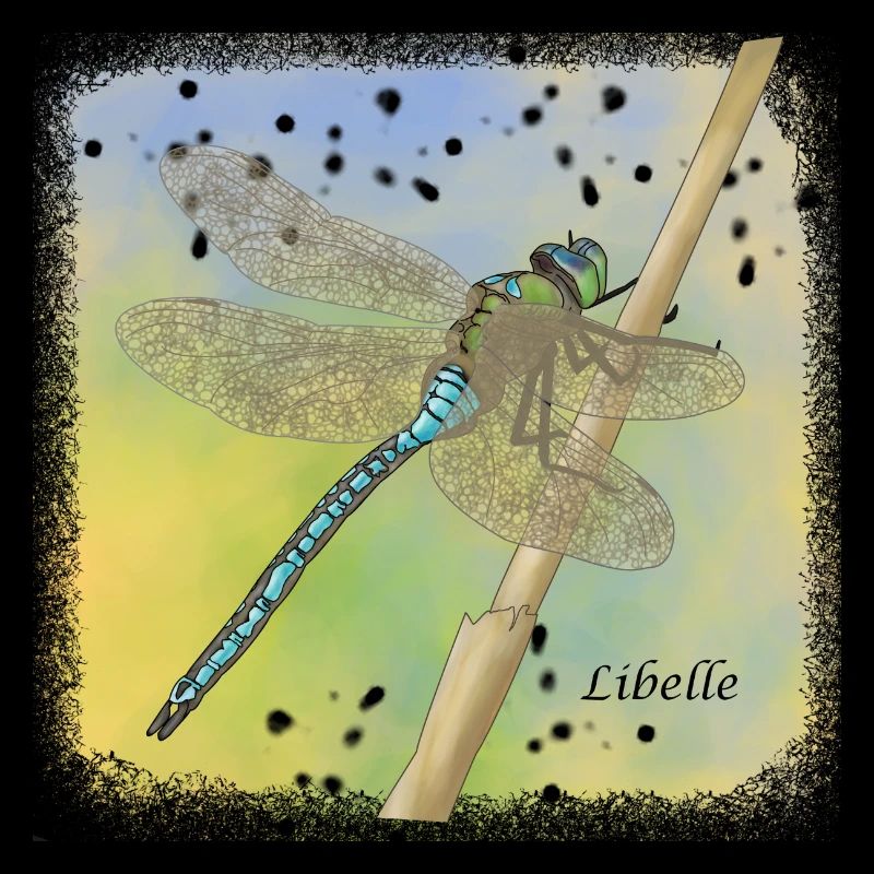 libellule