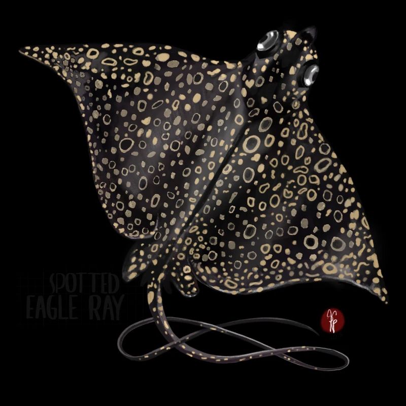 Eagle rays