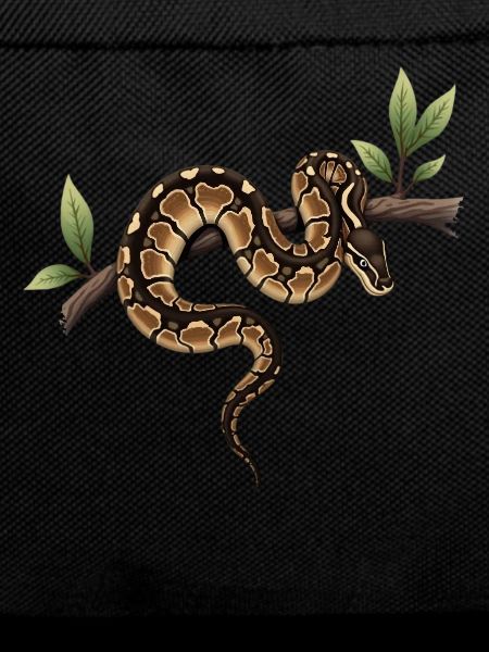 Königspython Schlangen Liebhaber Terrarium Python