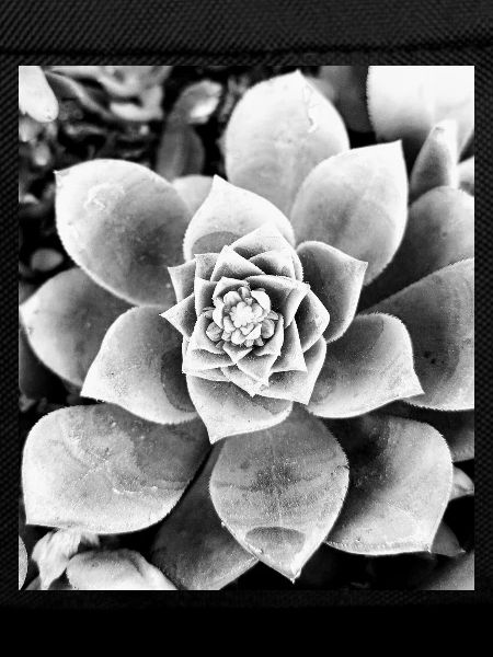 black and white flower