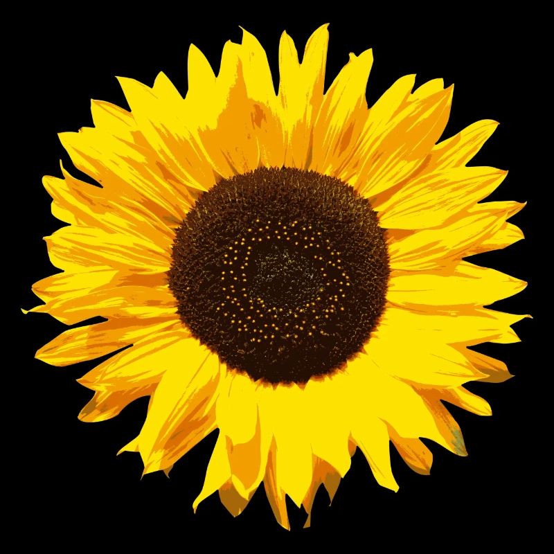 Sonnenblume