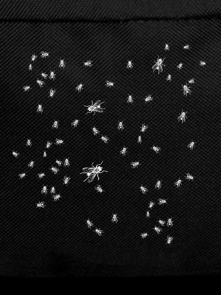 Flies