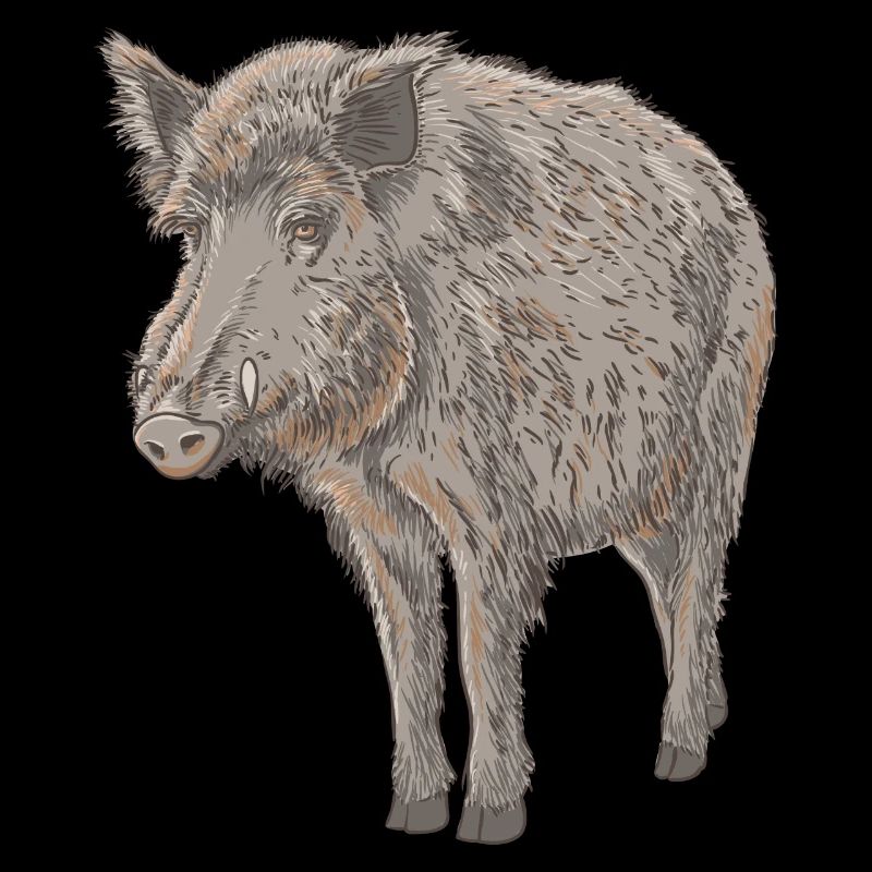 Boar
