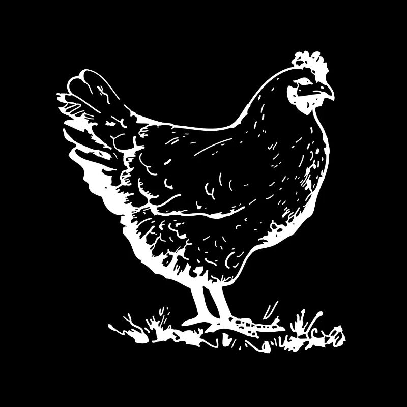 Chicken animal