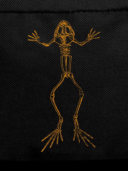 Frosch Skelett