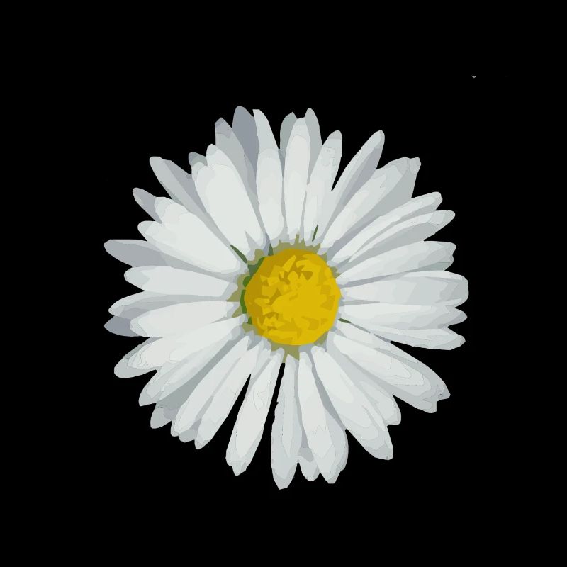 Gänseblümchen