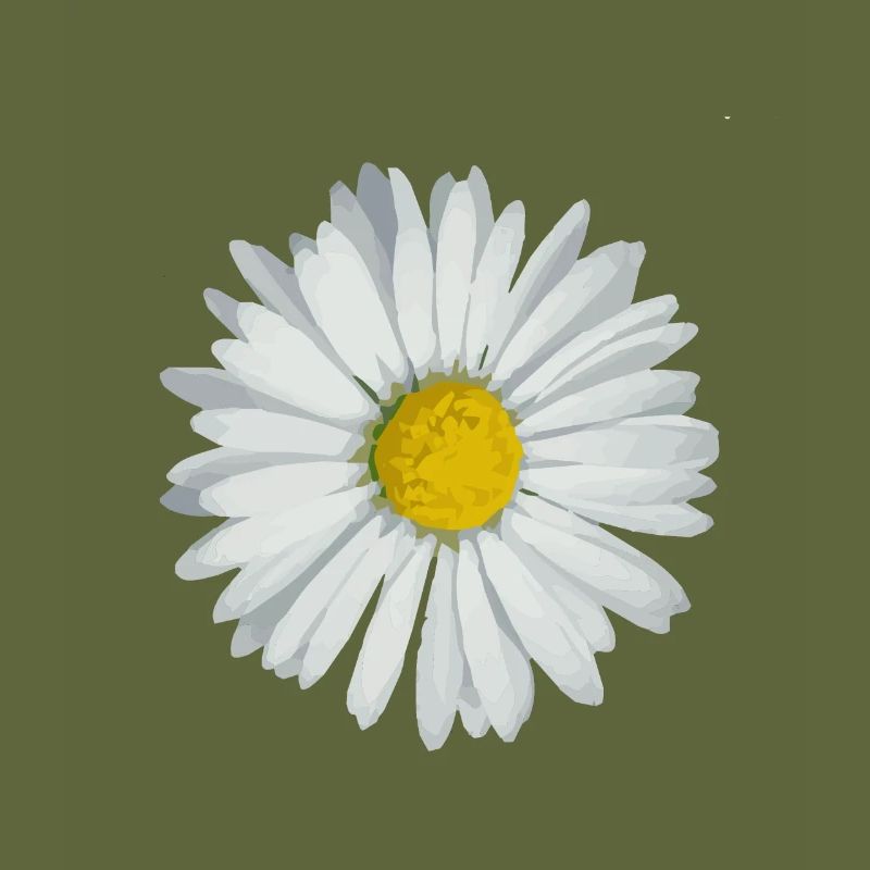Gänseblümchen