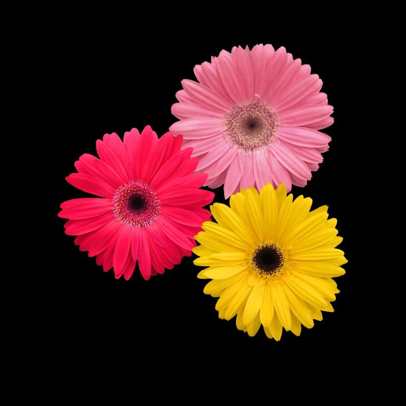 Gerbera fleurs colorées, Gerberas, fleurs,