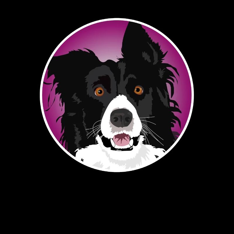 Chien Border Collie cool