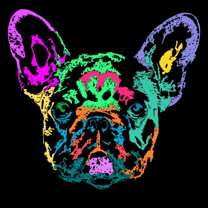 bouledogue français multicolore