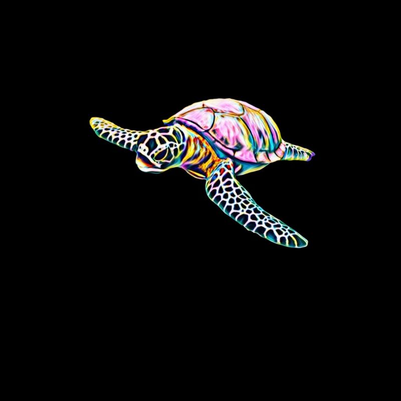 Sea turtle