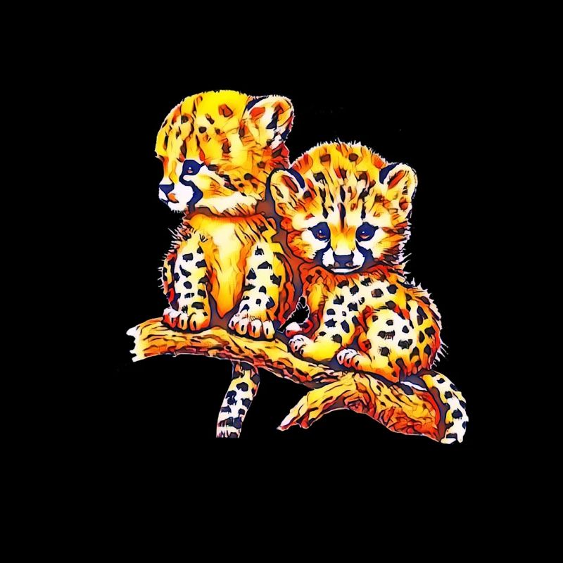 Cheetahs