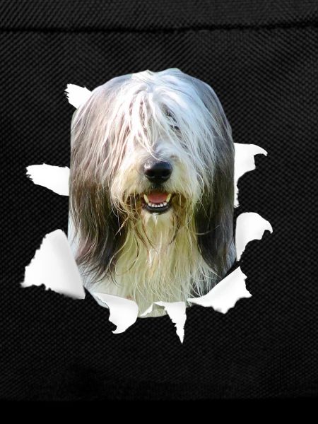 Bearded Collie - Bearded Collie Dog