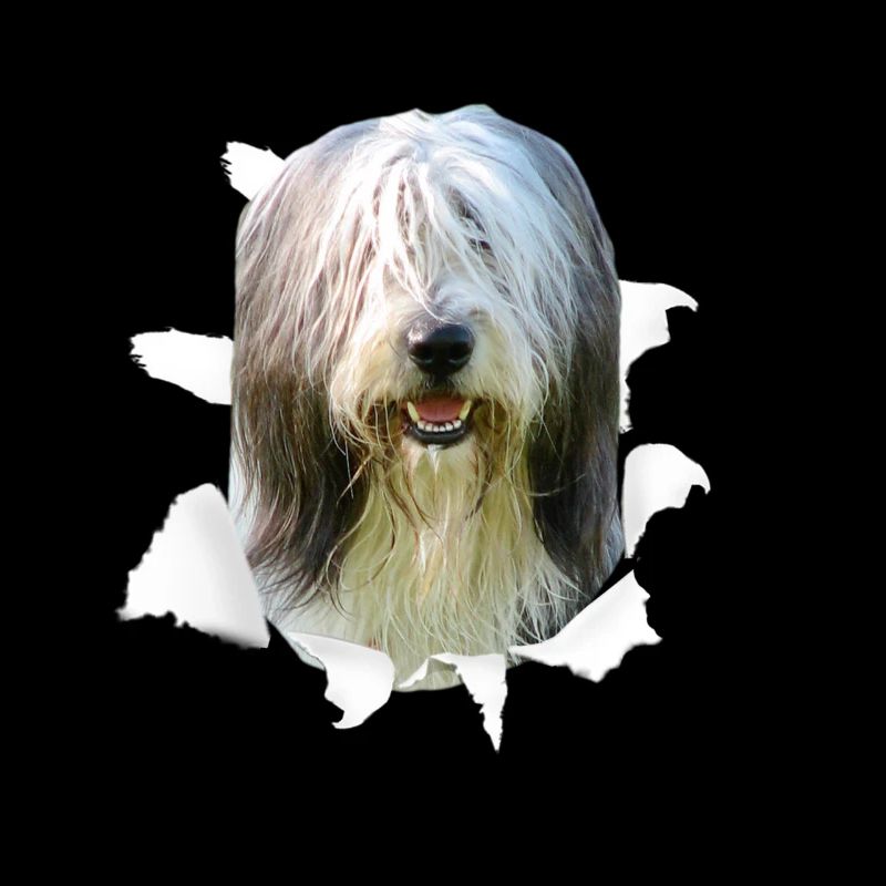 Bearded Collie - Bearded Collie Dog