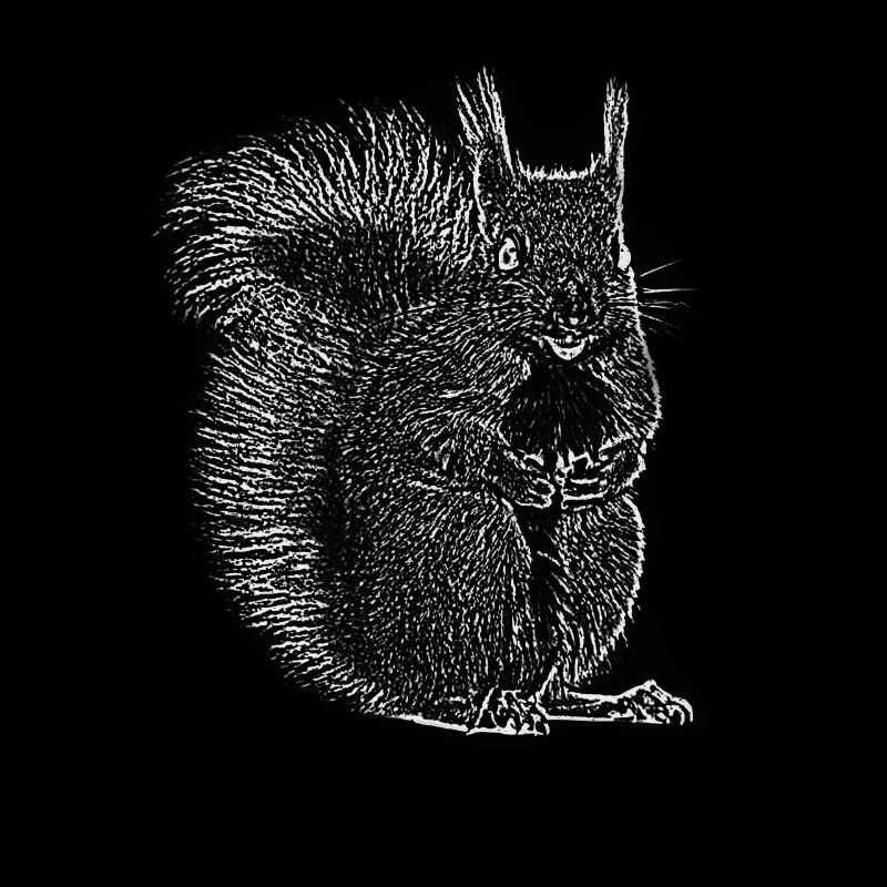 Eichhörnchen