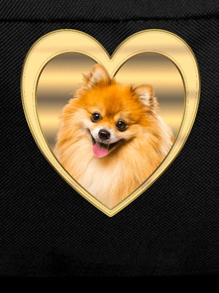 Zwergspitz - Zwergspitz Dog - Heart
