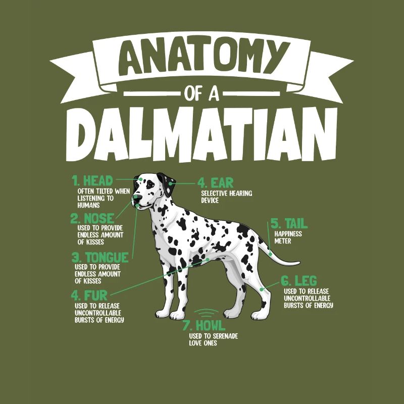 Anatomie von einem Dalmatiner