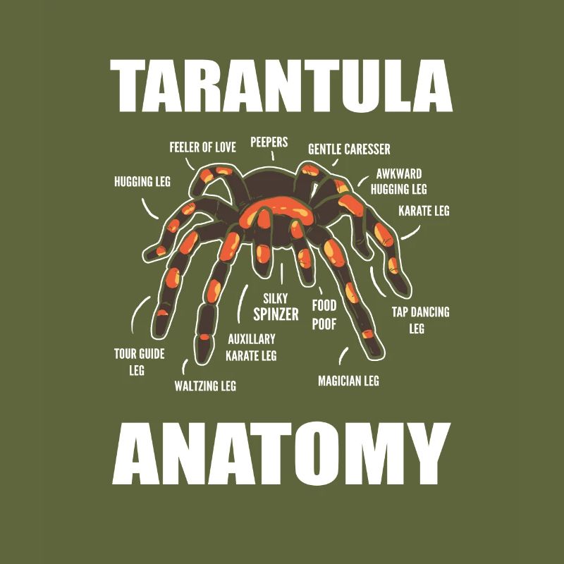 Science Araignées Araignées Anatomie d’araignées