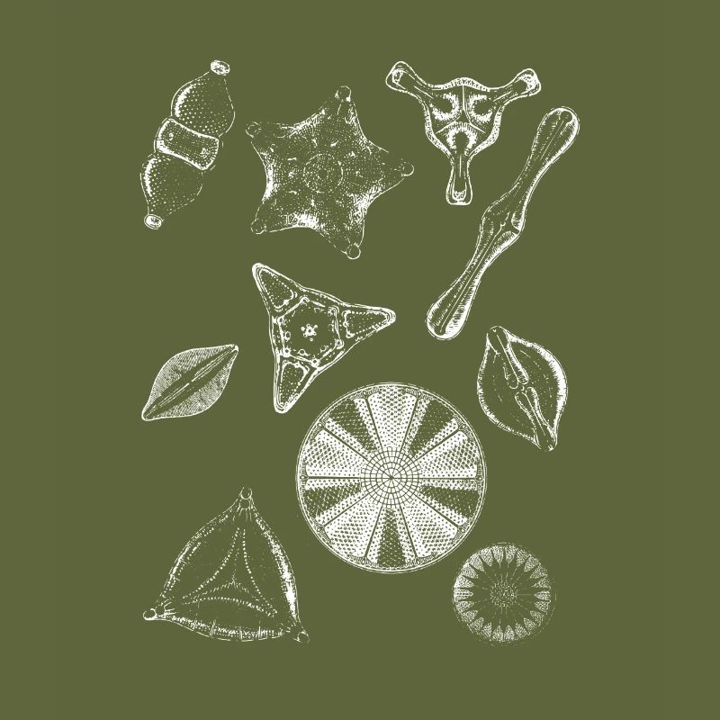 diatoms, algae diatom