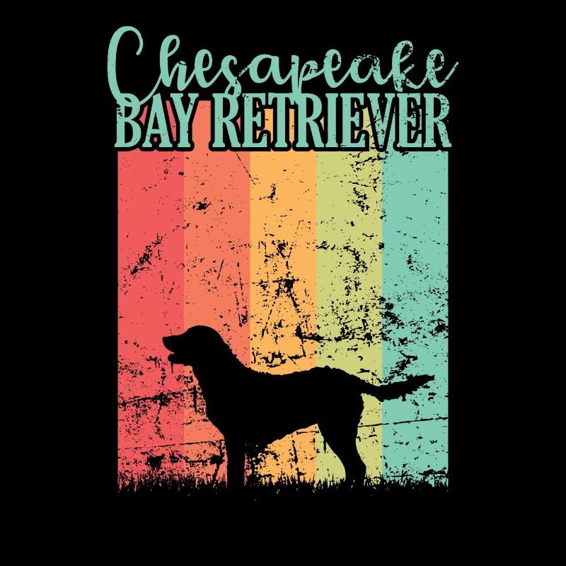 Dog Chesapeake Bay Retriever Pet