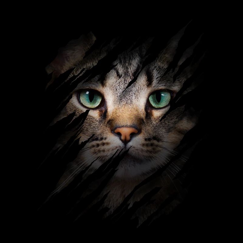 Chat avec égratignure - Visage de chat Chat à gratter Chat