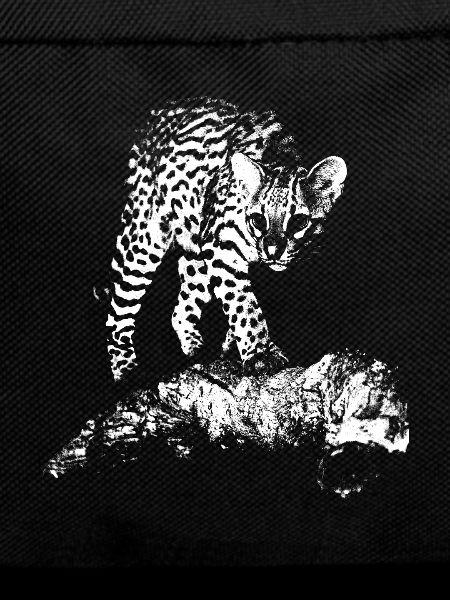 Ocelot