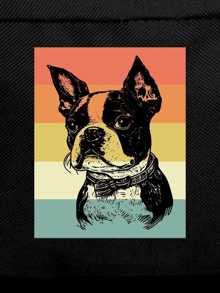 Boston Terrier