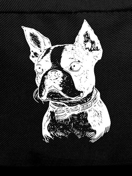 Boston Terrier
