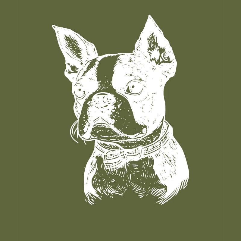Boston Terrier