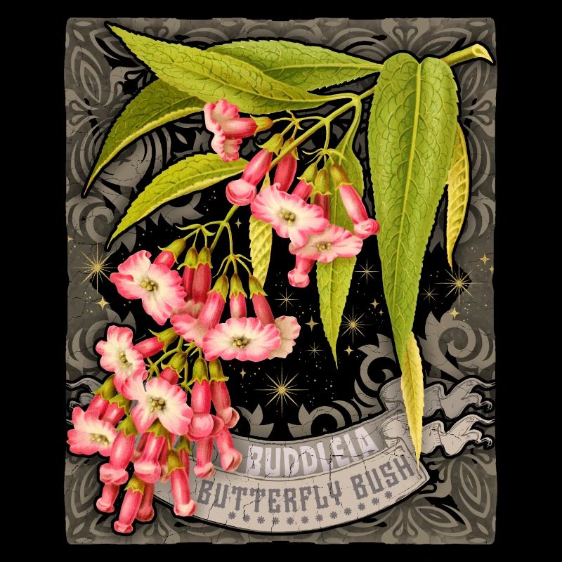 Butterfly lilac old botanical illustration