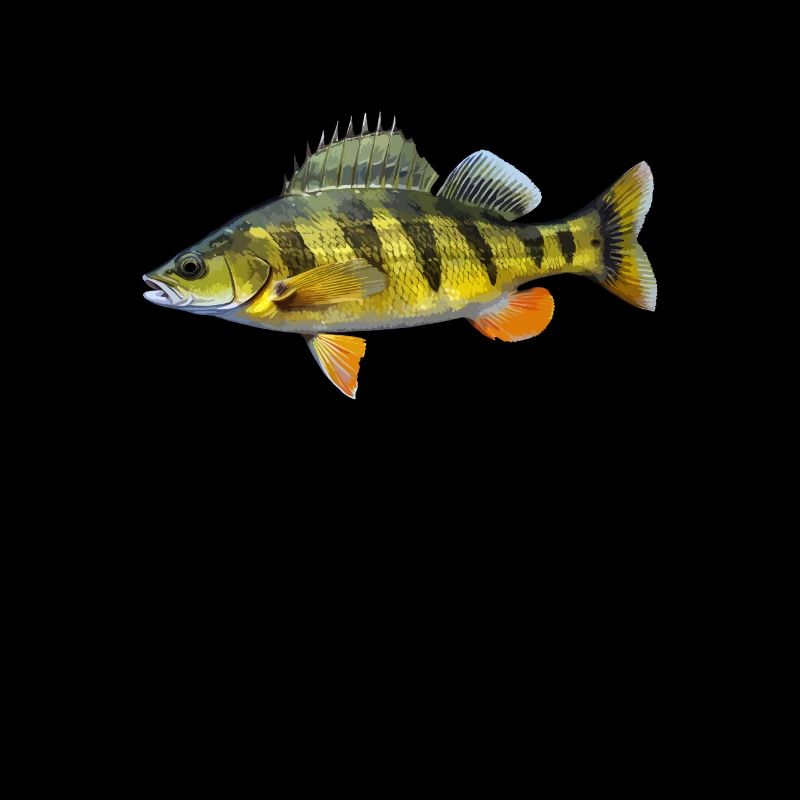 Yellow Perch
