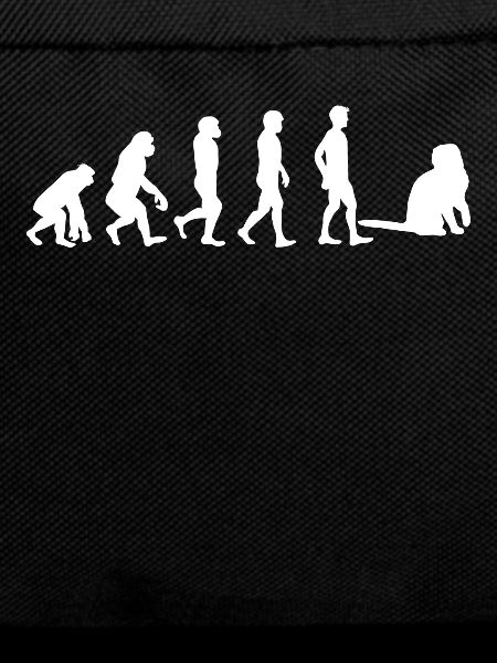 Scottish Fold Scottish Fold Evolution