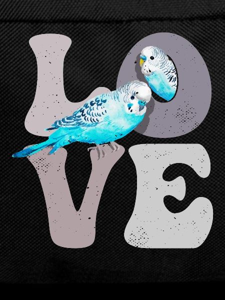 Budgie Budgie Parrot