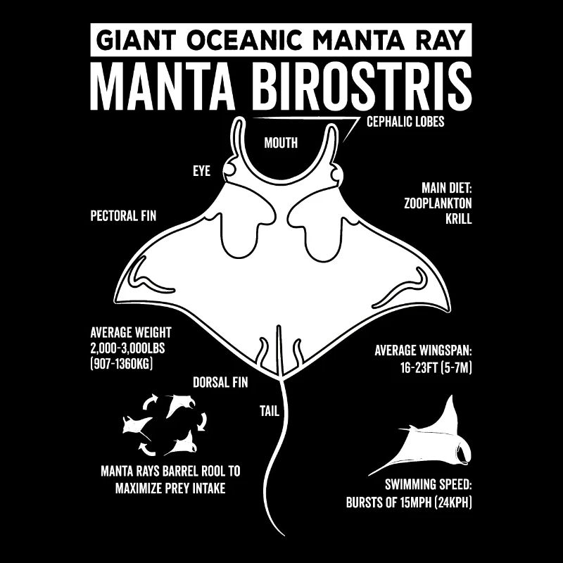Mantarochen Anatomie Mantarochen Liebhaber