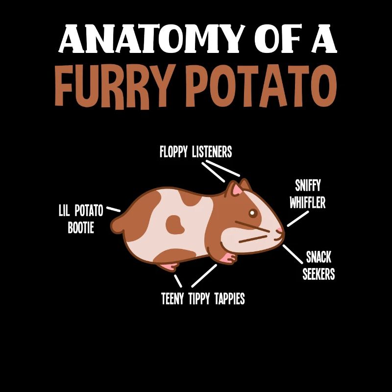 Anatomie Rongeur Cochon d’Inde