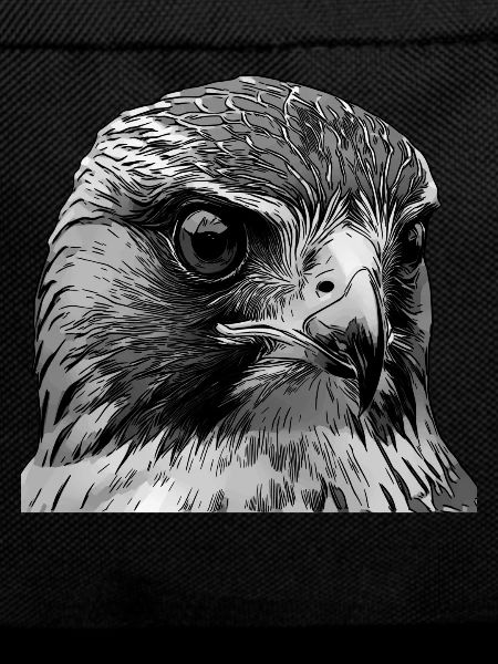 Falcon Bird