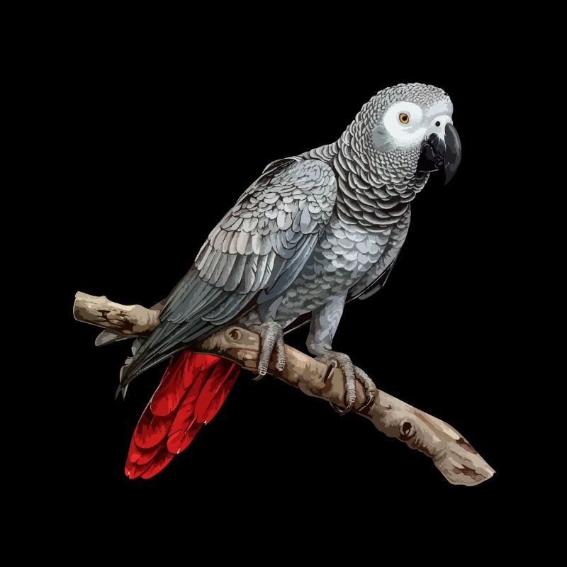african grey parrot