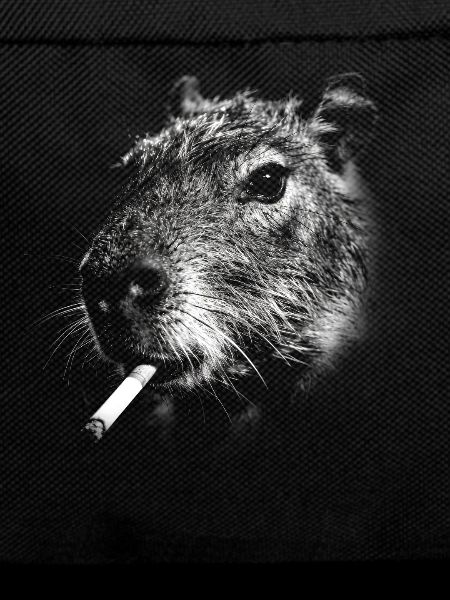 Smoking, cigarette, capybara smoking a cigarette