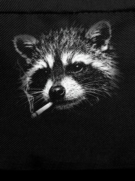 Smoking, cigarette, raccoon smoking a cigarette