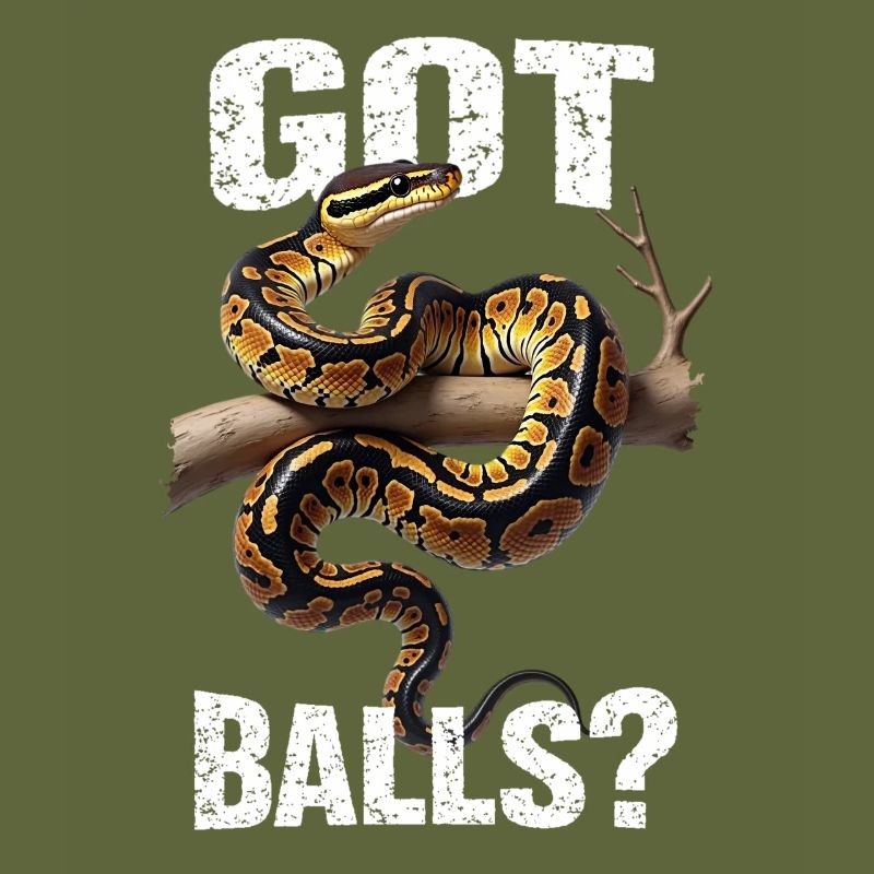 Königspython Schlangen Liebhaber Terrarium Python