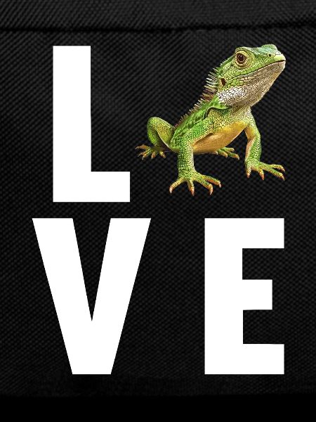 Lizards Lizard