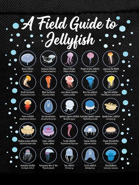 Guide To Jellyfish Scientific Biology