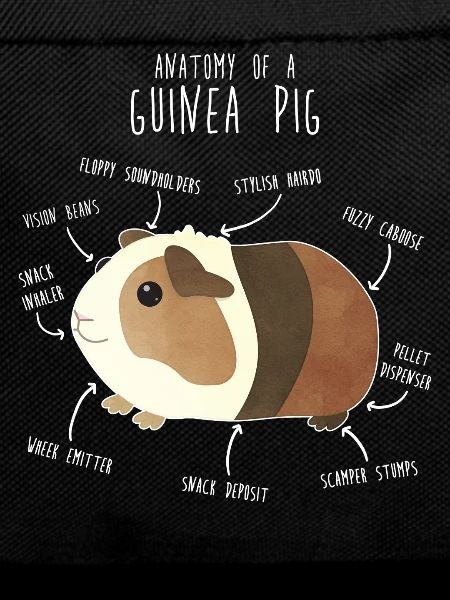 Guinea Pig Anatomy