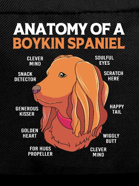 Boykin Spaniel