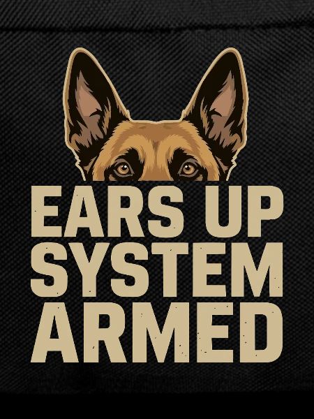 Ears Up System Armed Belgian Malinois