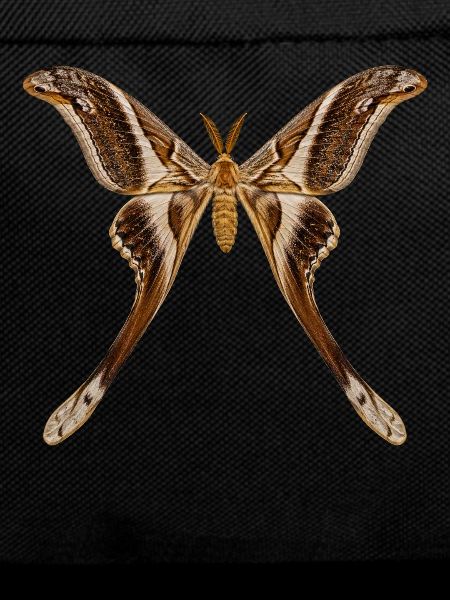 Hercules, Motte Coscinocera hercules