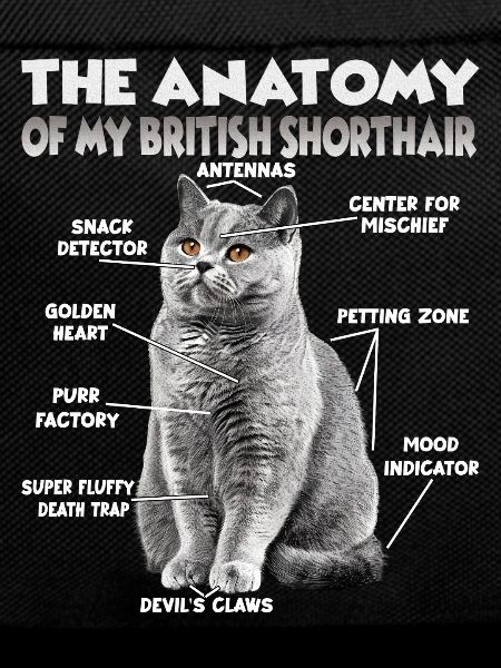 Witziges Britisch Kurzhaar T | Britisch Kurzhaar