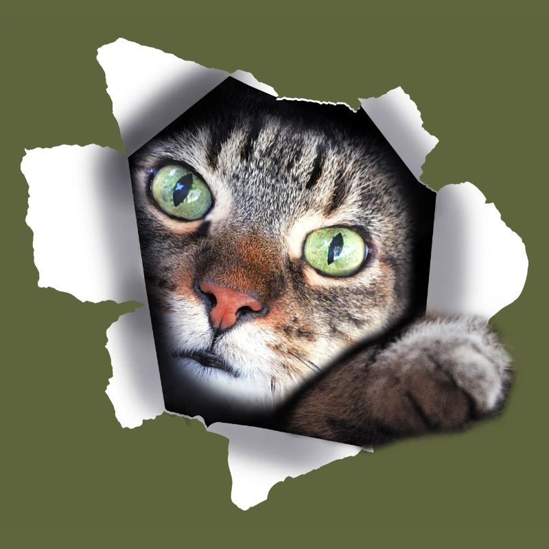 Félin mignon chat chat chatte déchirée patte